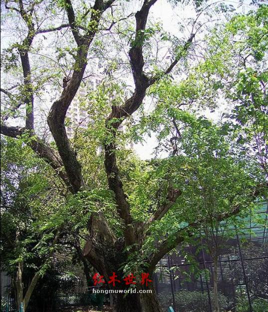 什么是紫檀？紫檀百科知识介绍