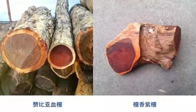 小叶紫檀会被血檀（非洲小叶紫檀）代替吗？