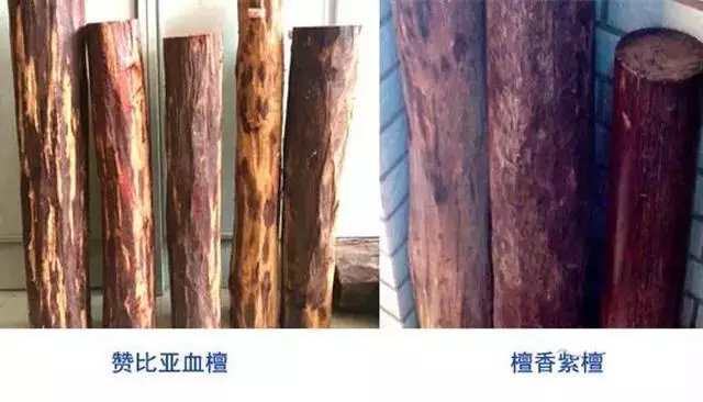 小叶紫檀会被血檀（非洲小叶紫檀）代替吗？-2