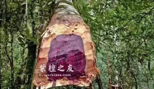 别被骗了！这四大木质最容易假冒小叶紫檀-2