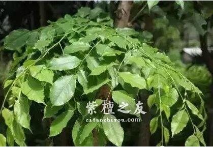 别被骗了！这四大木质最容易假冒小叶紫檀-3