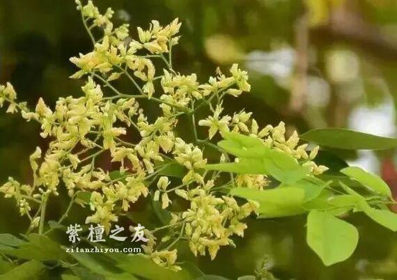 别被骗了！这四大木质最容易假冒小叶紫檀-4