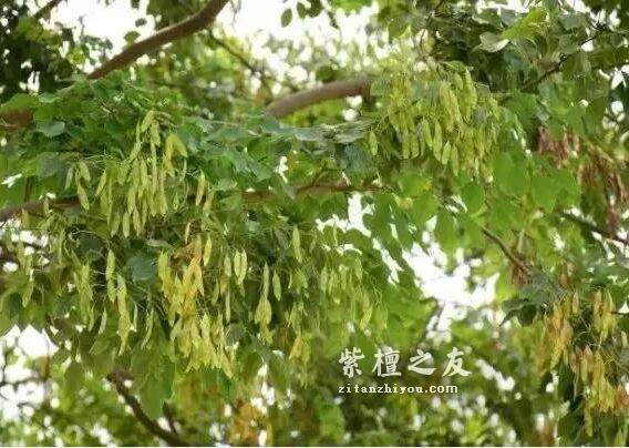 别被骗了！这四大木质最容易假冒小叶紫檀-5