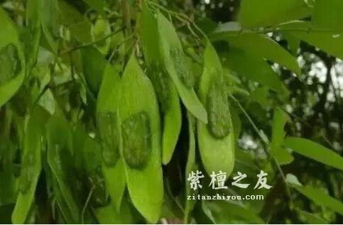 别被骗了！这四大木质最容易假冒小叶紫檀-7