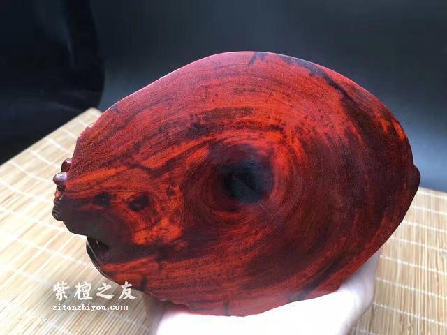 蛟龙得水 印度小叶紫檀纯手工笔筒 象征有才之人遇良机-5