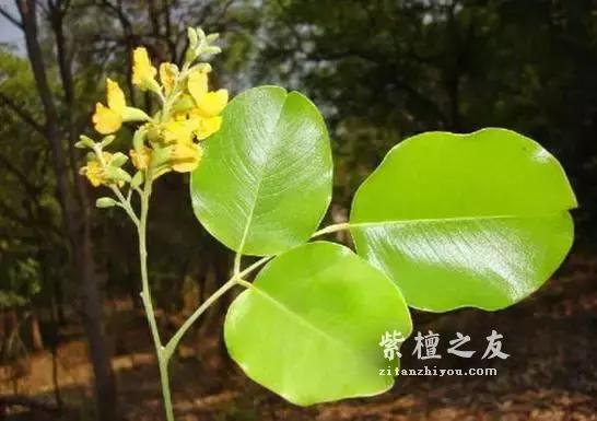 小叶紫檀原产地究竟在哪？-1