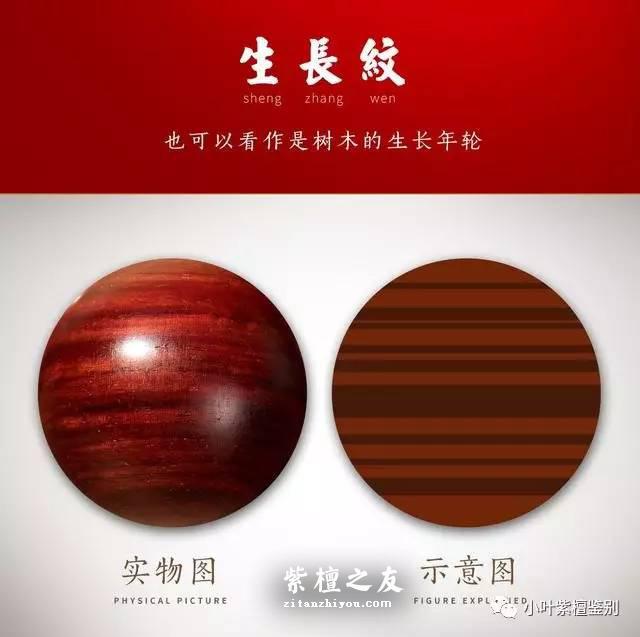 关于小叶紫檀的生长纹 你了解多少-1