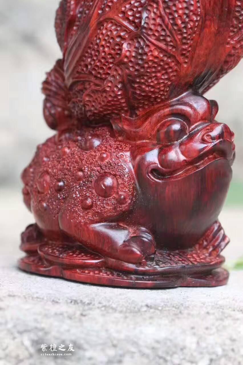 小叶紫檀工艺品《金蟾白菜》雕工精致财源滚滚-3