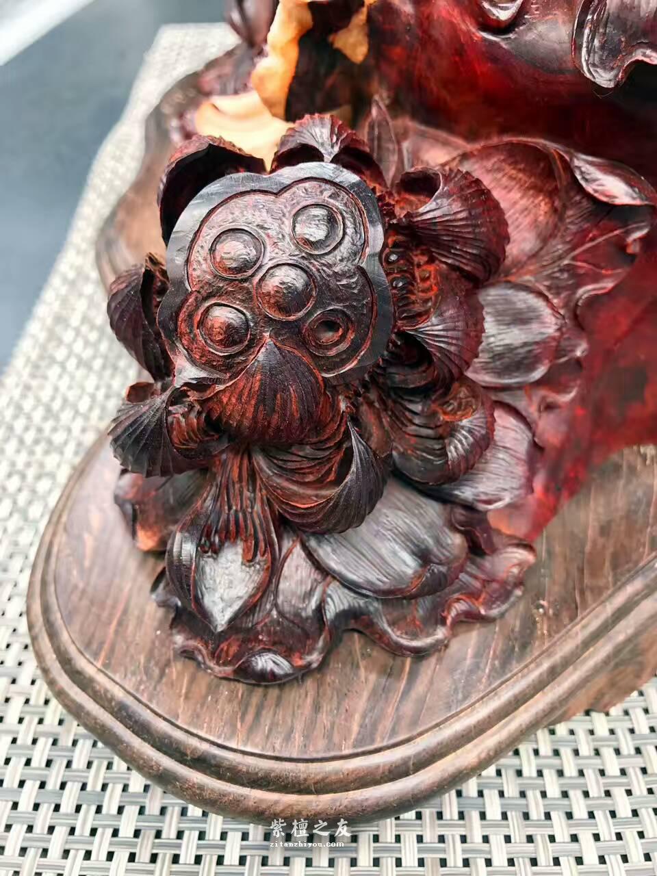 印度小叶紫檀工艺品《枯木逢春》风化百年枯木老料打造高密度金星带瘤树头-4