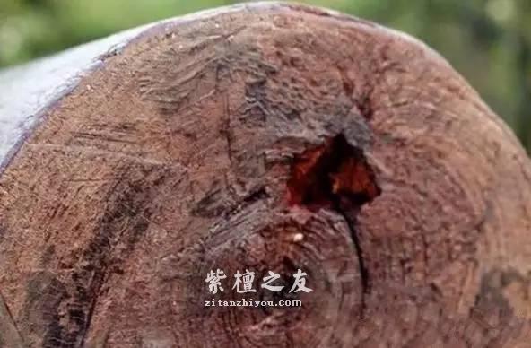 从古代建筑遗迹中拆下来的小紫叶檀剖开后竟然这么漂亮-1