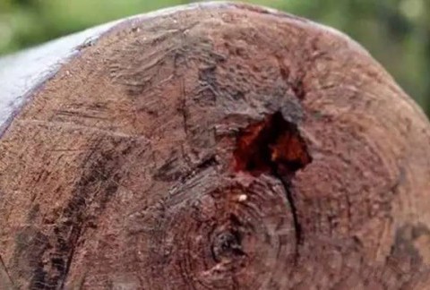 从古代建筑遗迹中拆下来的小紫叶檀剖开后竟然这么漂亮