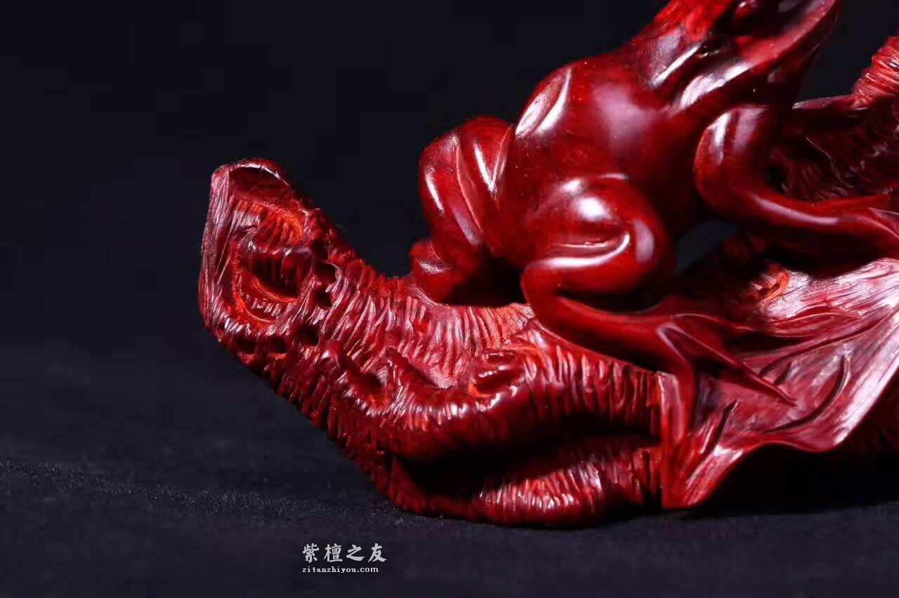 小叶紫檀工艺品蜥蜴《吸亿》质地细腻油性爆表-6