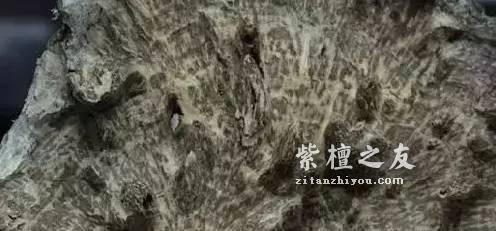 听说这十三种木材是未来的大热 它们会取代紫檀的地位吗-7