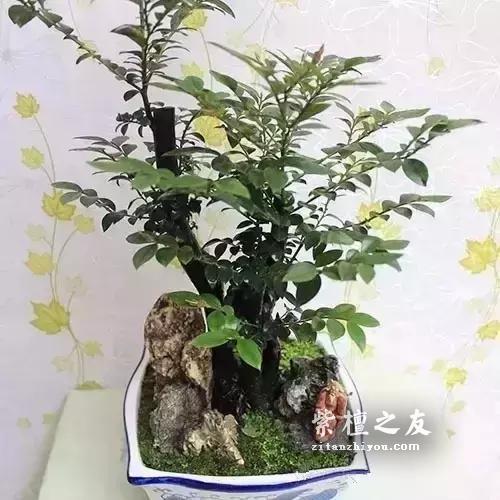 小叶紫檀“盆栽”很火？但是购买需谨慎-1