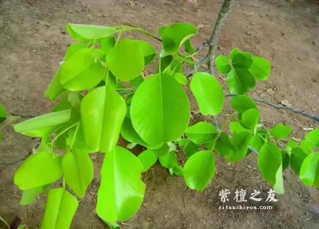 小叶紫檀“盆栽”很火？但是购买需谨慎-4
