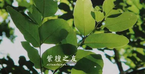 小叶紫檀“盆栽”很火？但是购买需谨慎-7