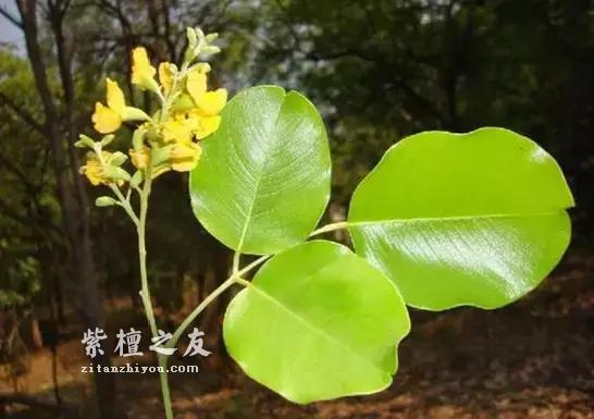 小叶紫檀“盆栽”很火？但是购买需谨慎-8