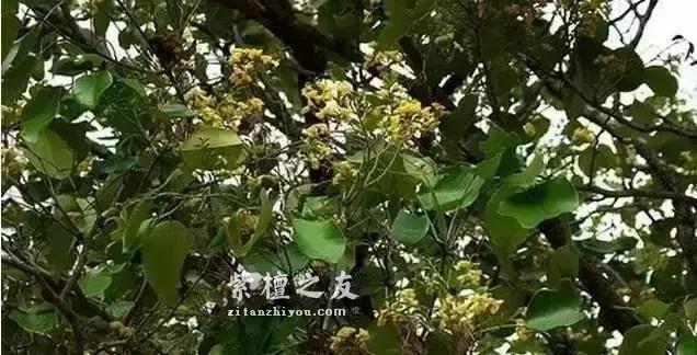 小叶紫檀“盆栽”很火？但是购买需谨慎-9