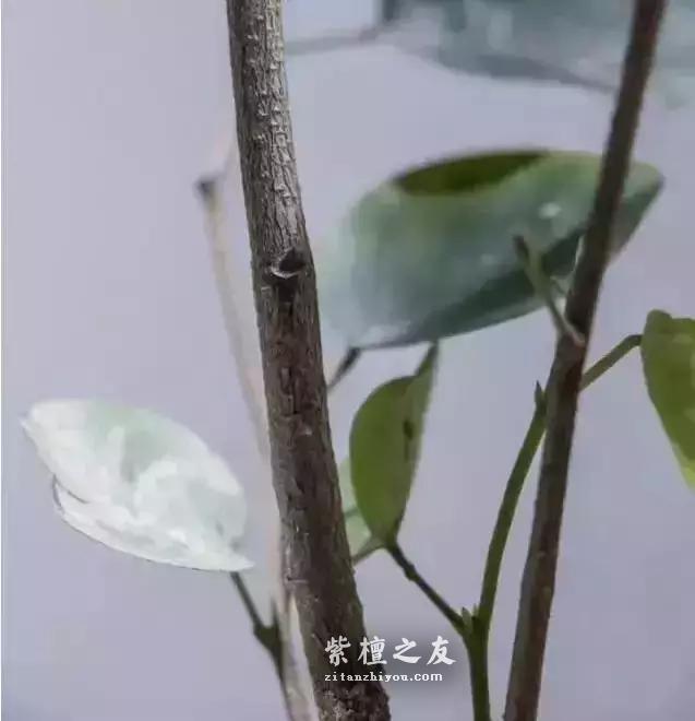 小叶紫檀“盆栽”很火？但是购买需谨慎-11