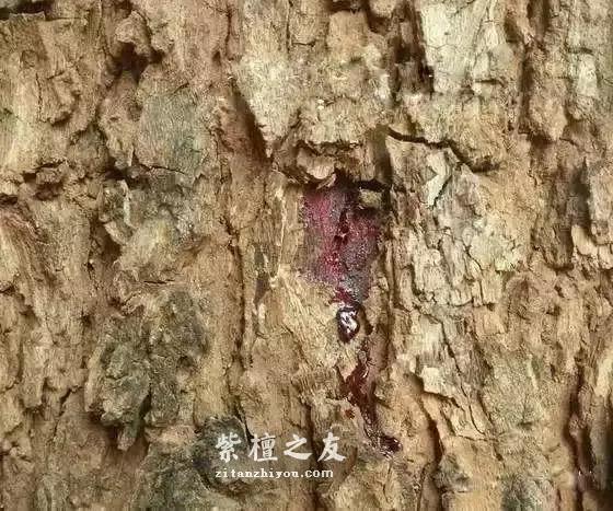 小叶紫檀“盆栽”很火？但是购买需谨慎-12