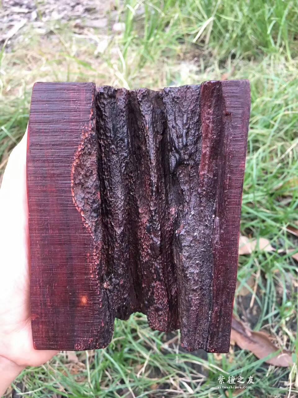 印度小叶紫檀招财小摆件《蜥蜴》 精选火焰纹老料手工精雕设计-7