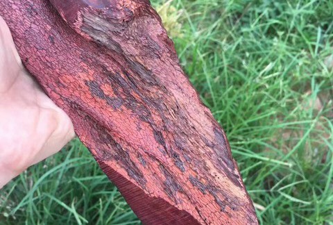 小叶紫檀蜥蜴雕刻摆件 风化老料古朴自然粗犷霸气摆件