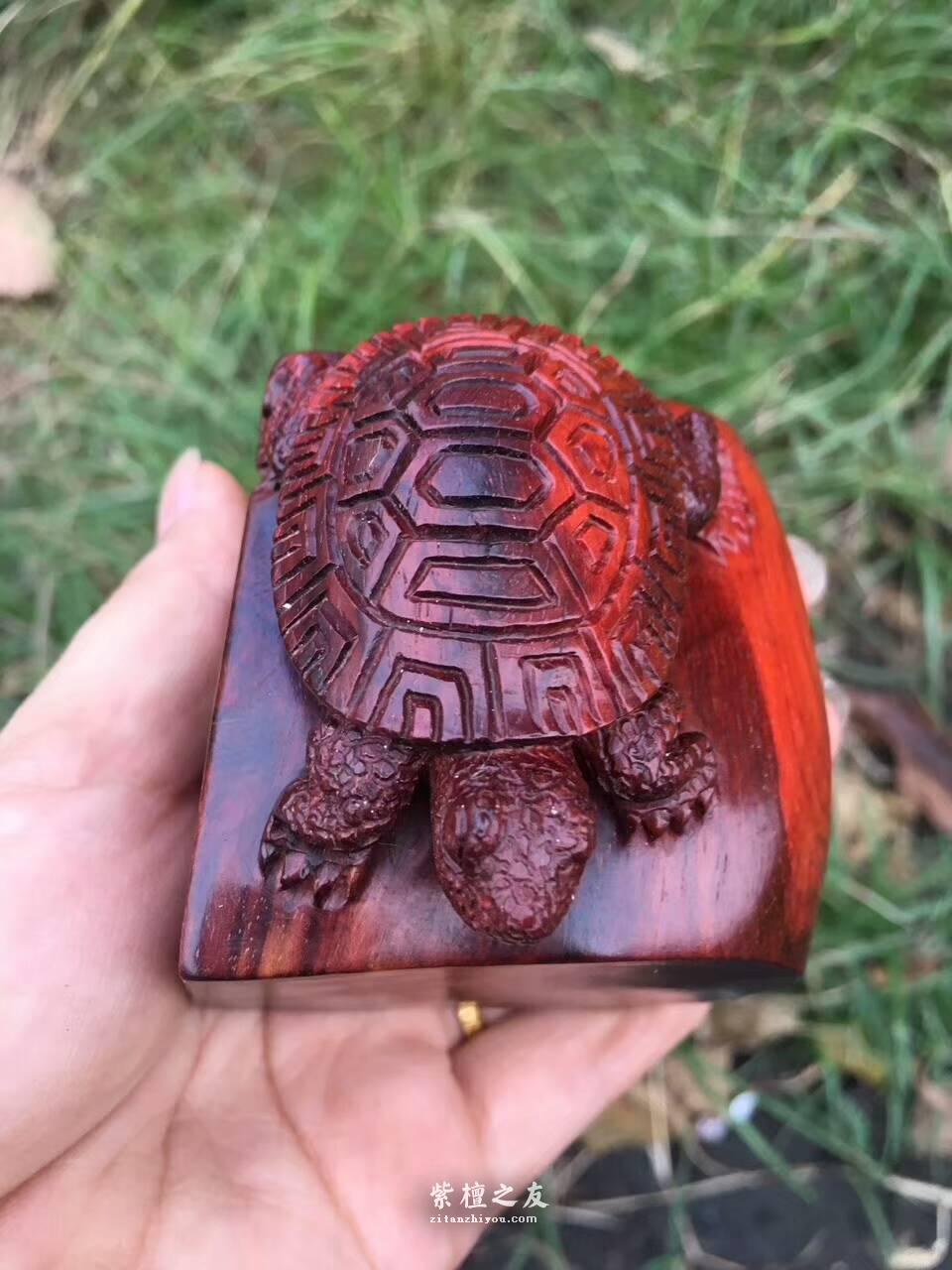 印度小紫叶檀手工雕刻工艺品《神龟》小巧可爱可当书桌摆件-1