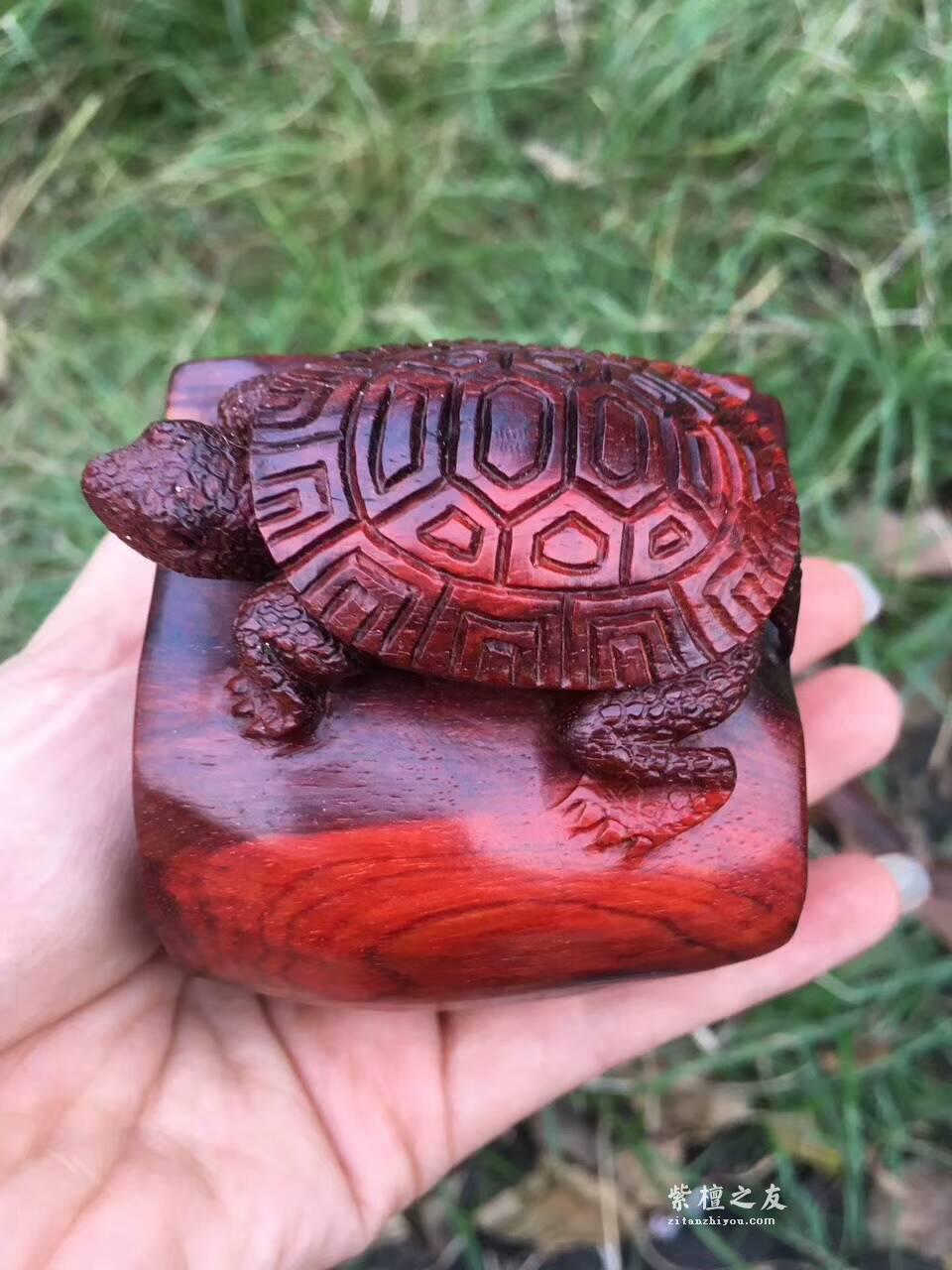 印度小紫叶檀手工雕刻工艺品《神龟》小巧可爱可当书桌摆件-3