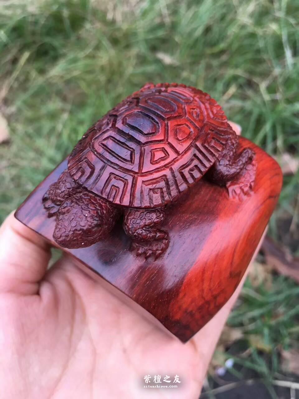 印度小紫叶檀手工雕刻工艺品《神龟》小巧可爱可当书桌摆件-4
