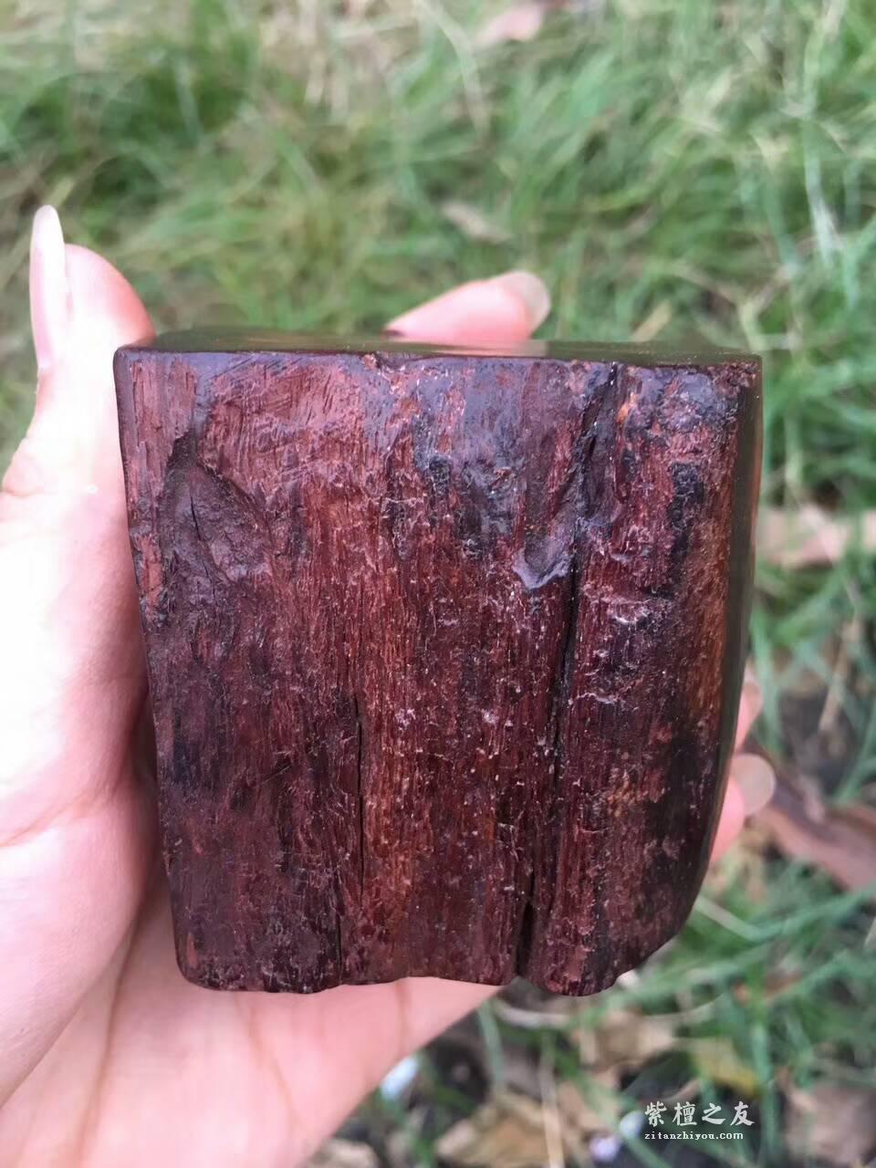 印度小紫叶檀手工雕刻工艺品《神龟》小巧可爱可当书桌摆件-6