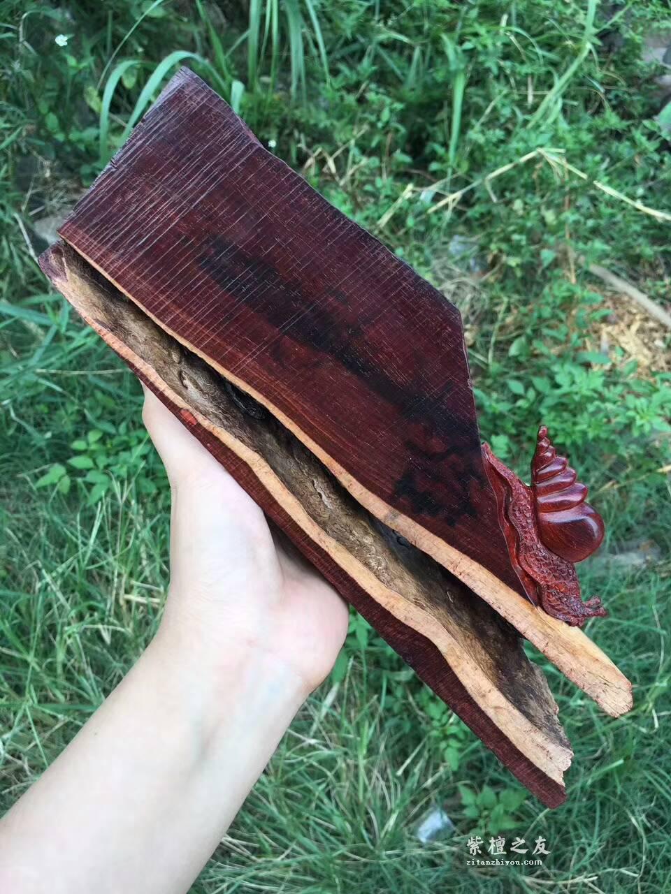 印度小叶紫檀创意工艺品《田螺》与大自然的亲密接触-1