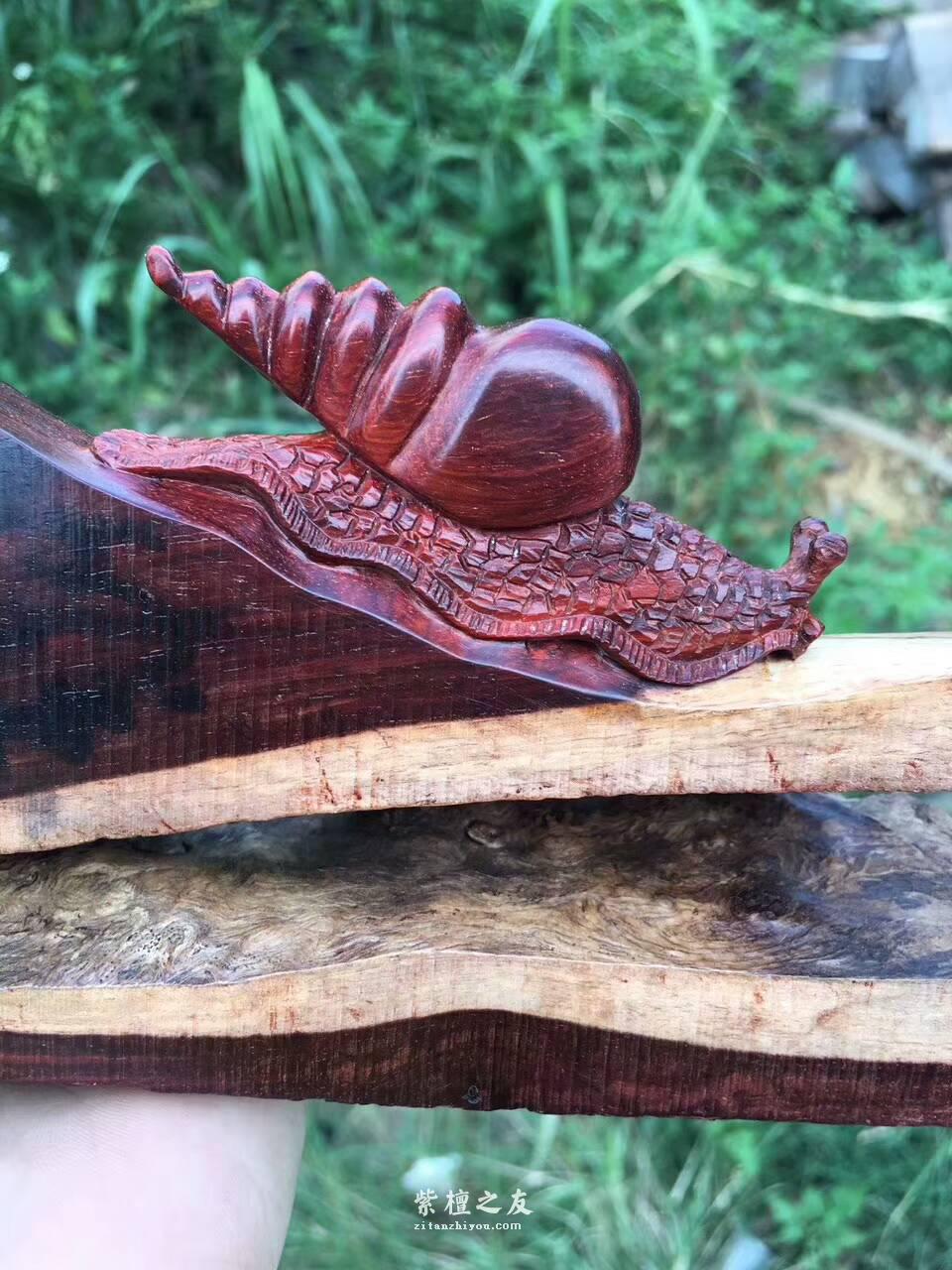 印度小叶紫檀创意工艺品《田螺》与大自然的亲密接触-3