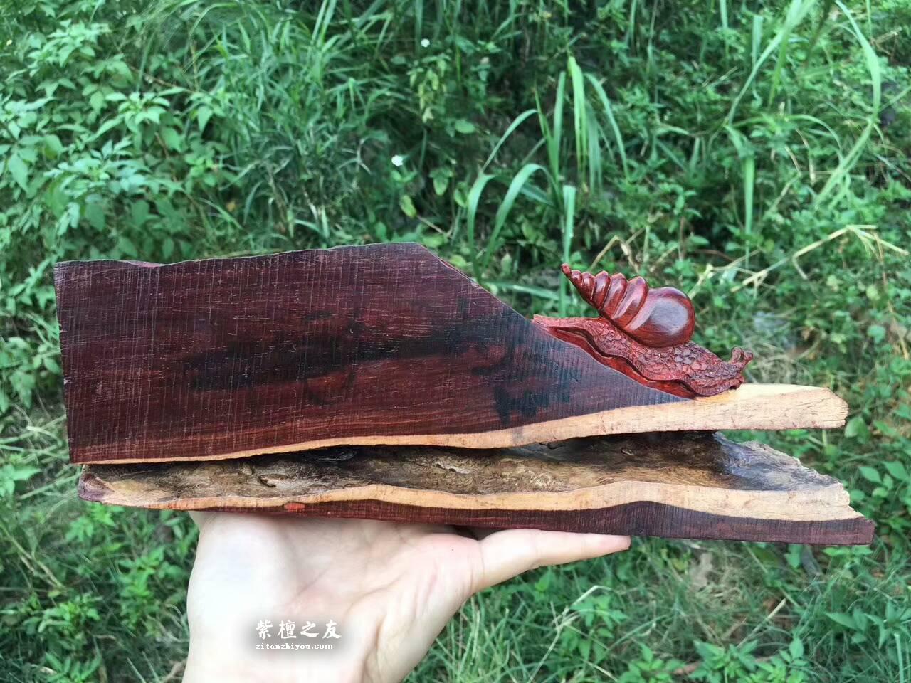 印度小叶紫檀创意工艺品《田螺》与大自然的亲密接触-5