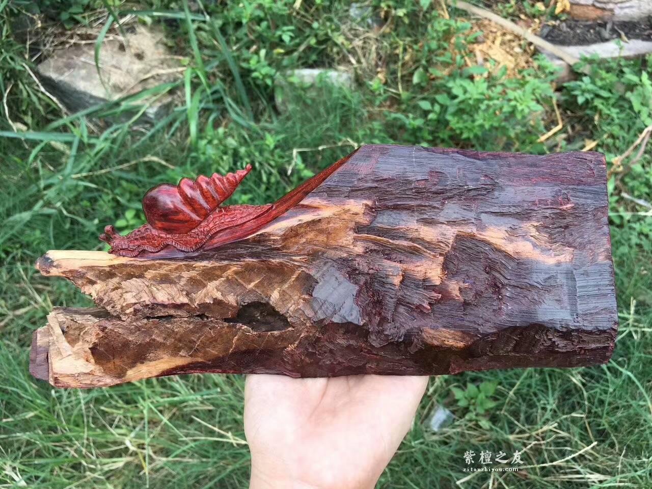 印度小叶紫檀创意工艺品《田螺》与大自然的亲密接触-6