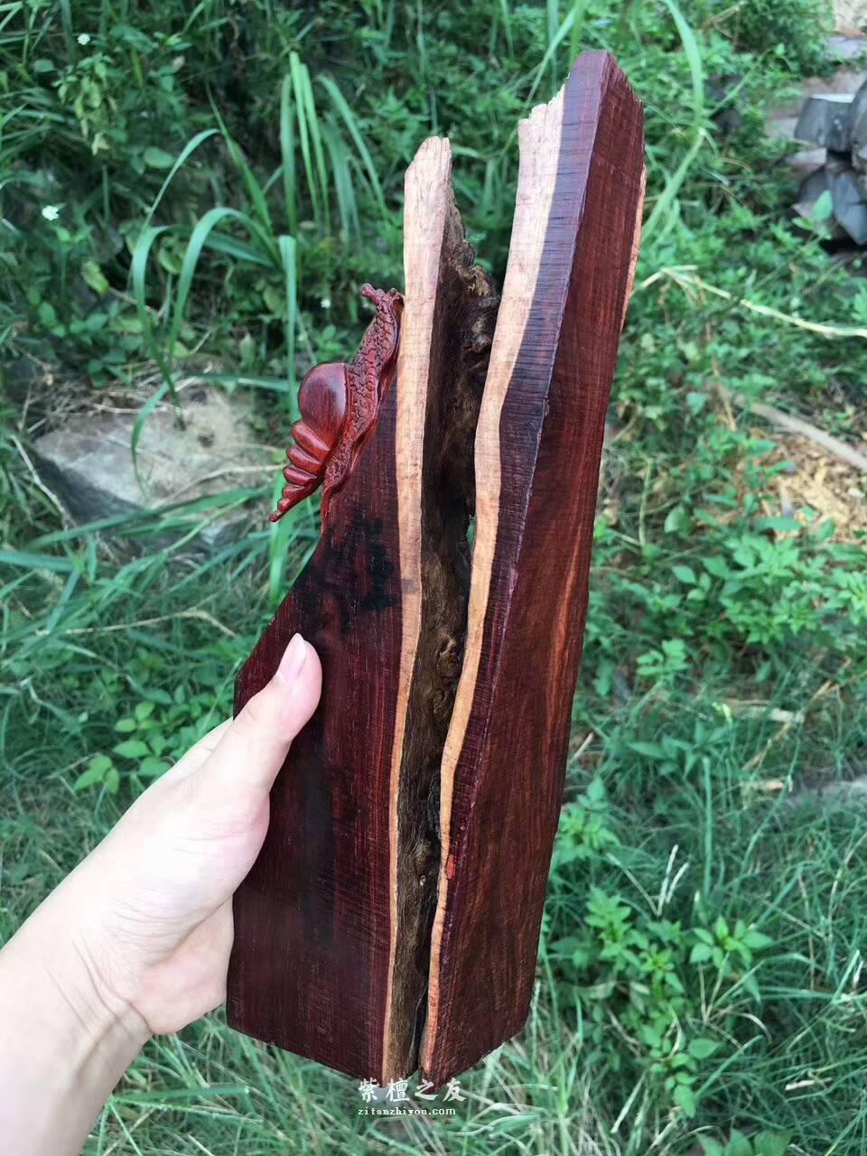 印度小叶紫檀创意工艺品《田螺》与大自然的亲密接触-7