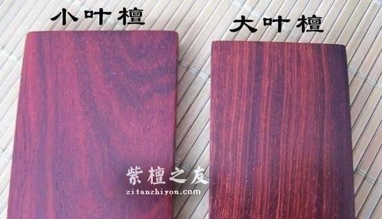 小叶紫檀和大叶紫檀的区别真的是叶子大小吗？-2