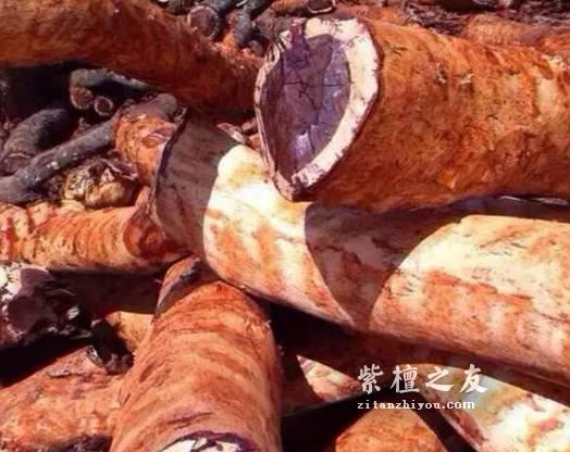 盘点市面上用于冒充小叶紫檀的五大木种-5