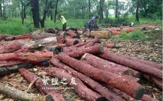 刺猬紫檀，为何能在时下的红木市场中大行其道？-1