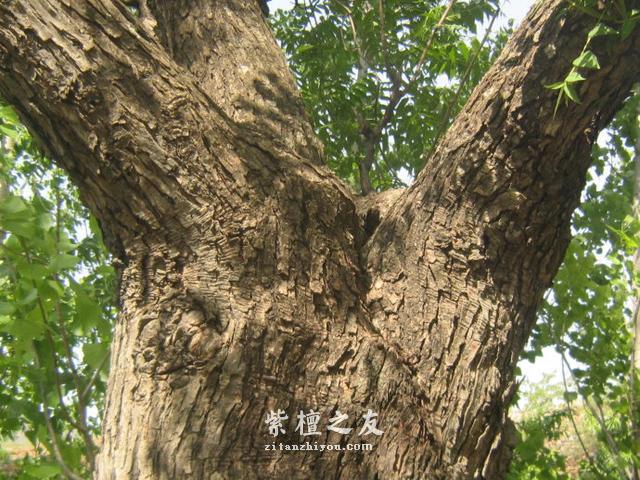 五大红木之一：小叶紫檀-1