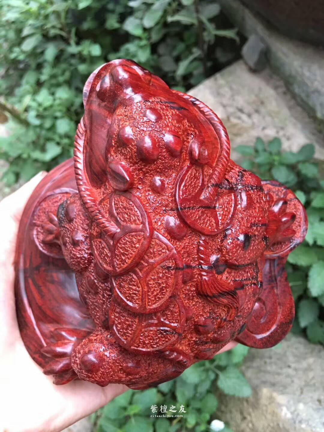 印度小叶紫檀蟾蜍摆件《招财进宝》鸡血红泥料精刻栩栩如生-2