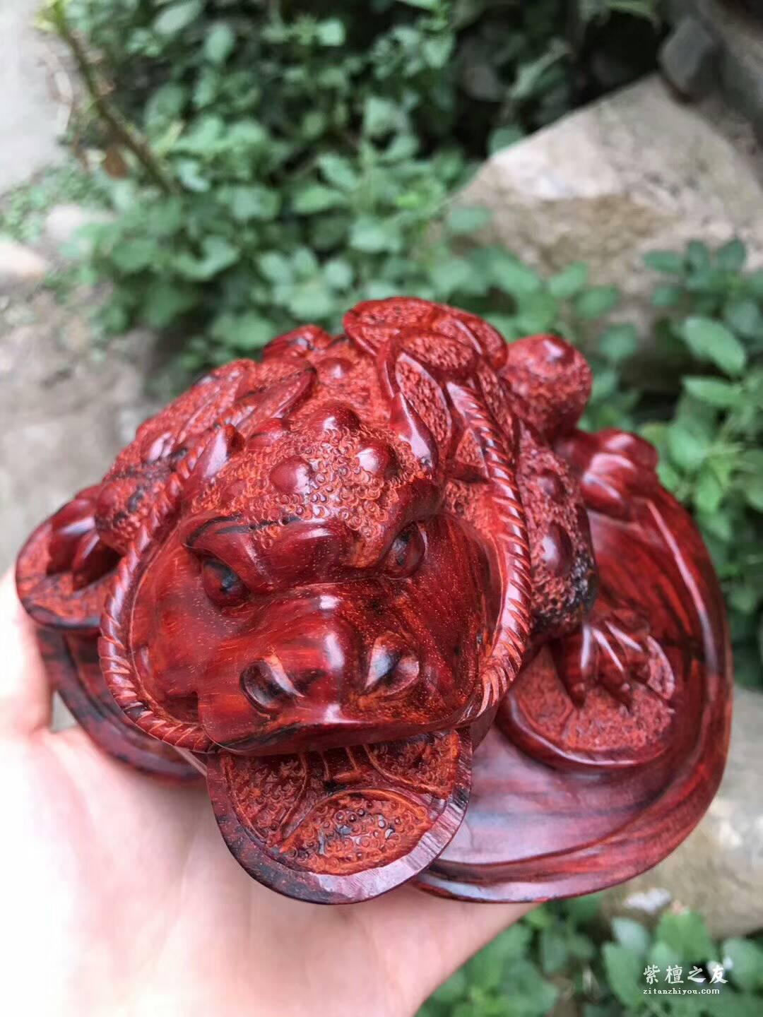 印度小叶紫檀蟾蜍摆件《招财进宝》鸡血红泥料精刻栩栩如生-5