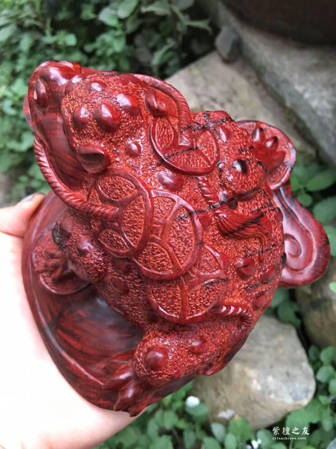 印度小叶紫檀蟾蜍摆件《招财进宝》鸡血红泥料精刻栩栩如生-6