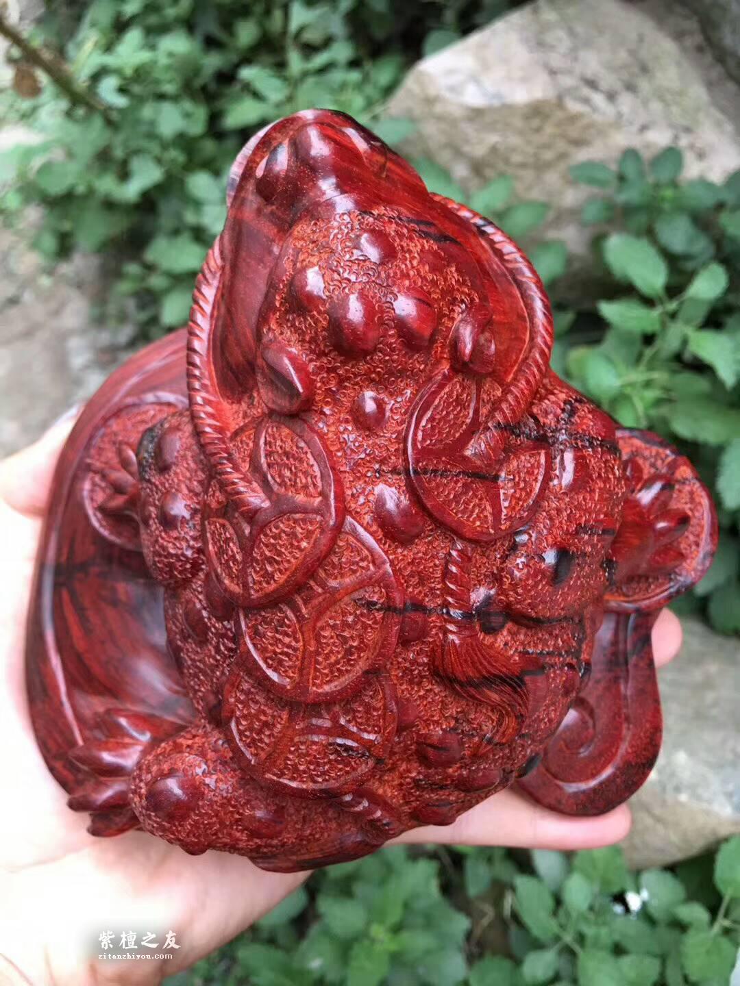 印度小叶紫檀蟾蜍摆件《招财进宝》鸡血红泥料精刻栩栩如生-7