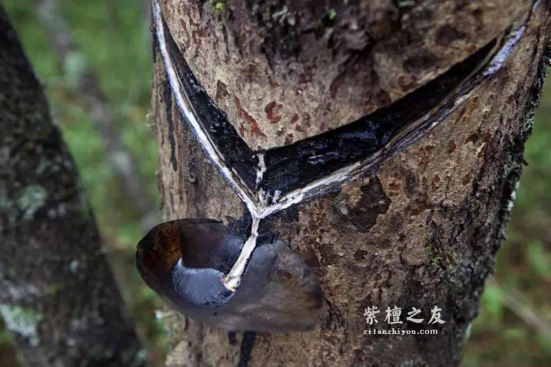 浅谈中国古典家具中的漆文化-1