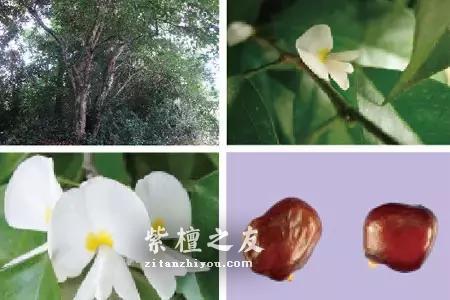 什么是“二号檀”？详解科檀、非洲小叶紫檀（光亮杂色豆）-9