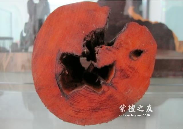 如何区分小叶紫檀和小叶红豆？-4