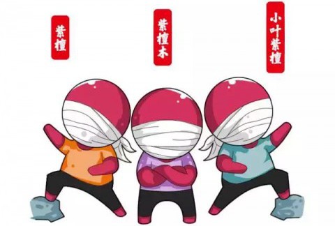 紫檀、紫檀木、小叶紫檀是一样的吗？