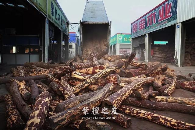 流血的檀木---这些濒危的血色交易-8