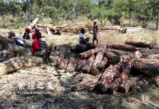 为了这些小叶紫檀手串，他们连房子都拆了-2