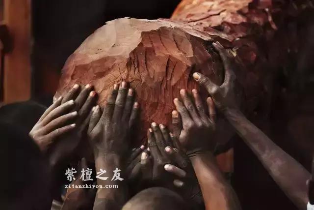 血檀VS紫檀，本是同根生，相煎何太急？-4